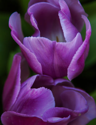 Tulip Festival - Soft Colors