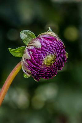 Purple Peonie, Ready to bloom