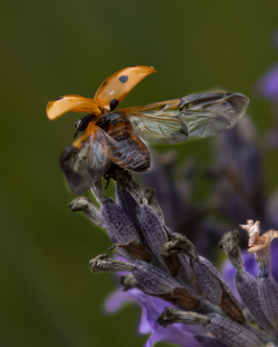 Ladybug Lift-off