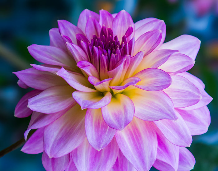 Dahlia in Bloom 4