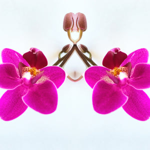 Symmetry: 2 Orchids