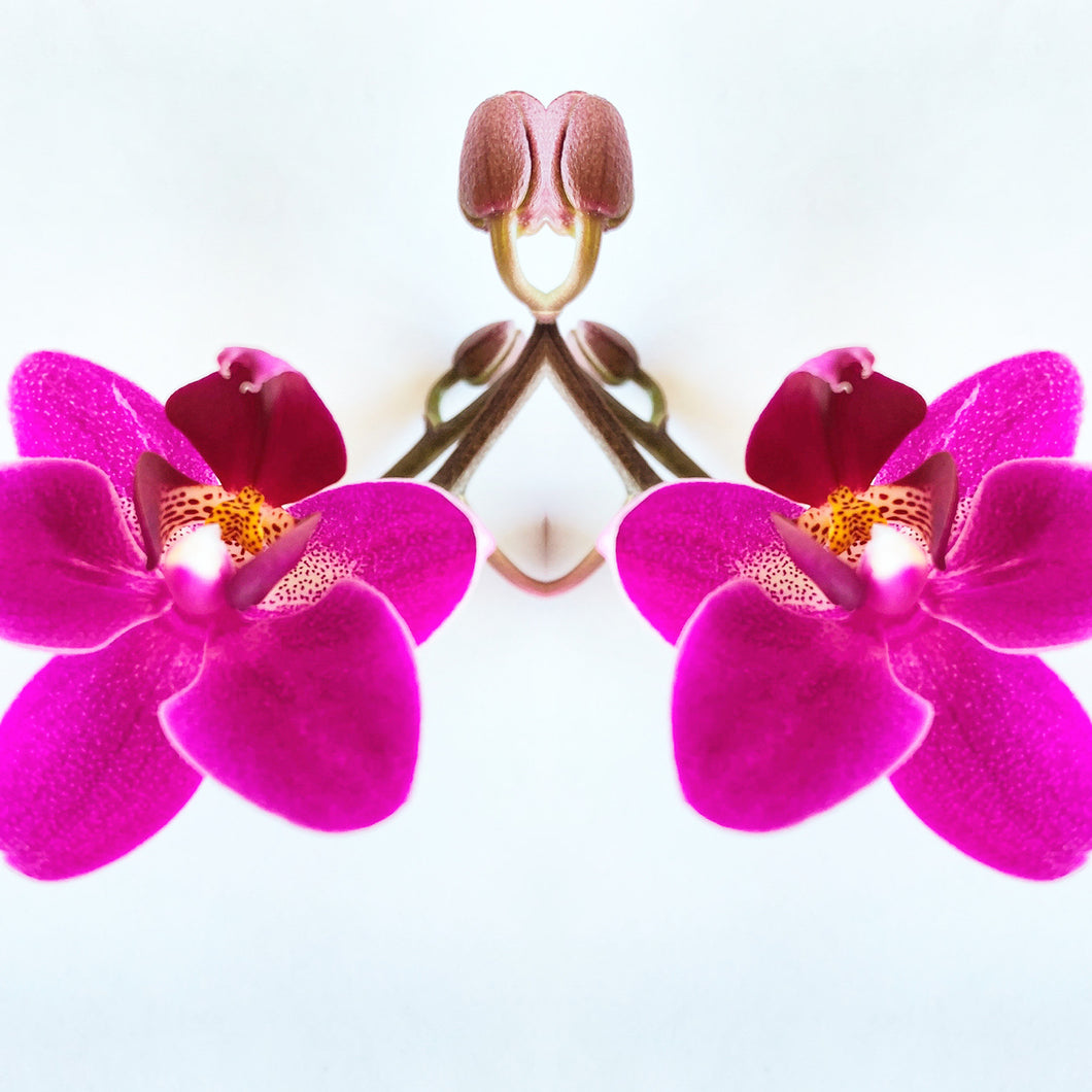 Symmetry: 2 Orchids