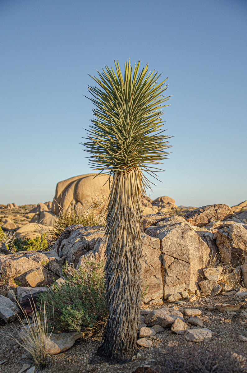 Locaca Tree Joshua Tree. Joshua Tree National Park. – LoCA.art