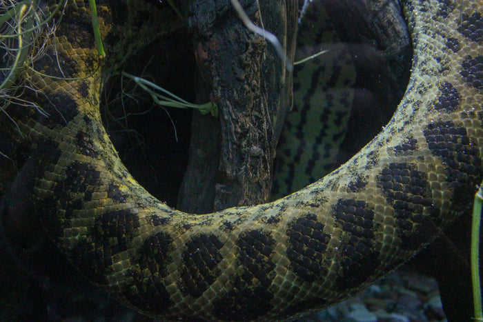 Captivating Boa Constrictor