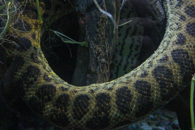 Captivating Boa Constrictor