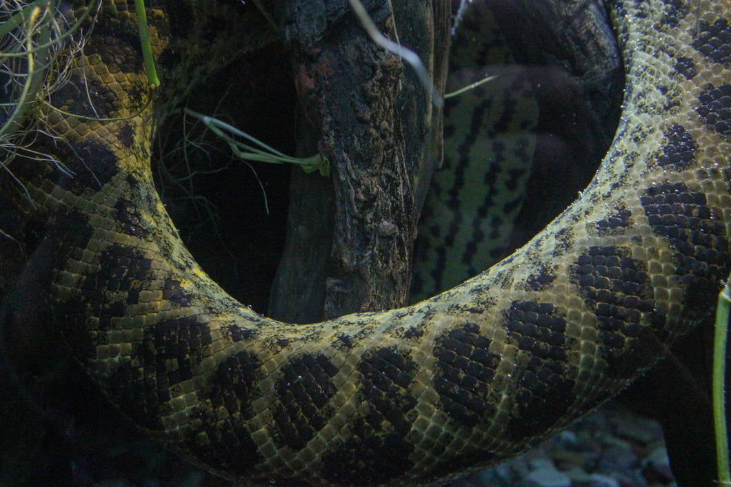 Captivating Boa Constrictor