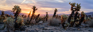 Cholla Sunrise #2