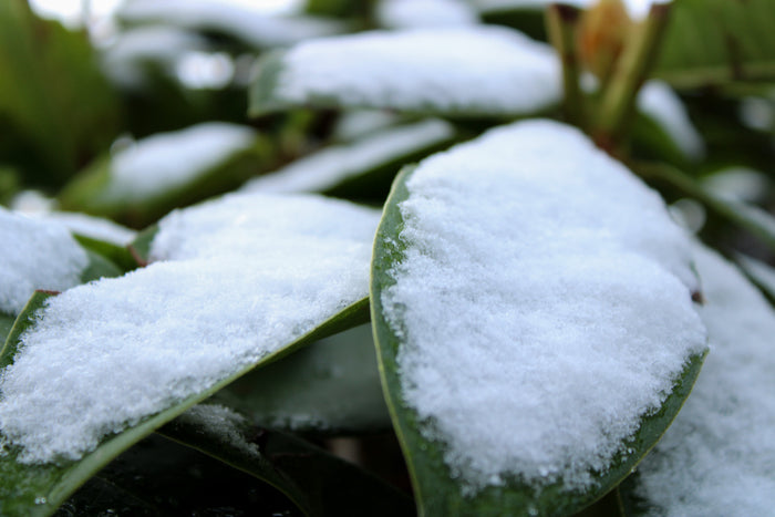 Snow Leaf