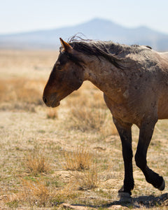 Lone Roan