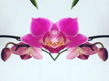 Load image into Gallery viewer, Symmetry - Orchid
