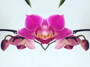 Symmetry - Orchid