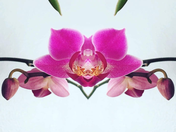 Symmetry - Orchid