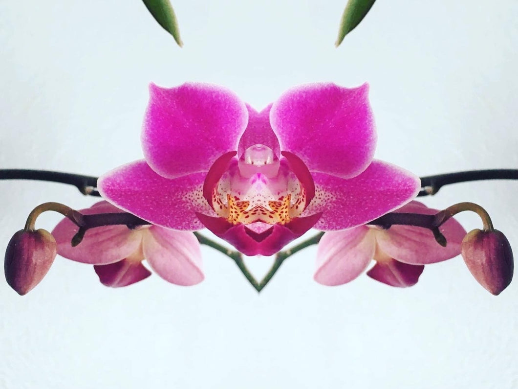 Symmetry - Orchid