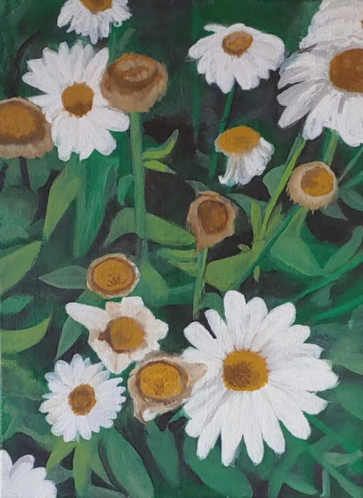 daisies