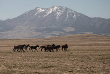 Load image into Gallery viewer, Wild Mountains
