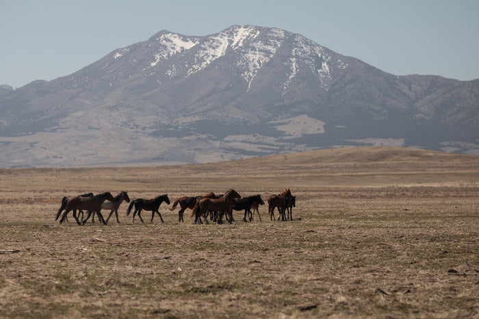 Wild Mountains