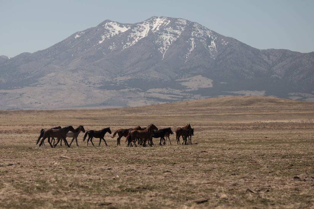 Wild Mountains