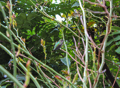 Perched Hummingbird