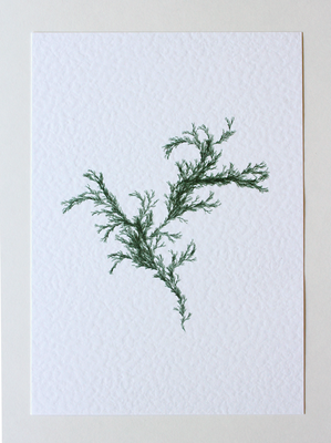 Sargassum III (Systems' Garden series)