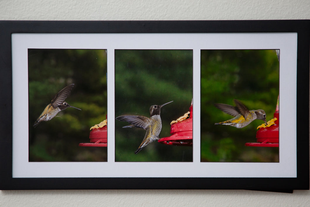 Hummingbirds on my deck