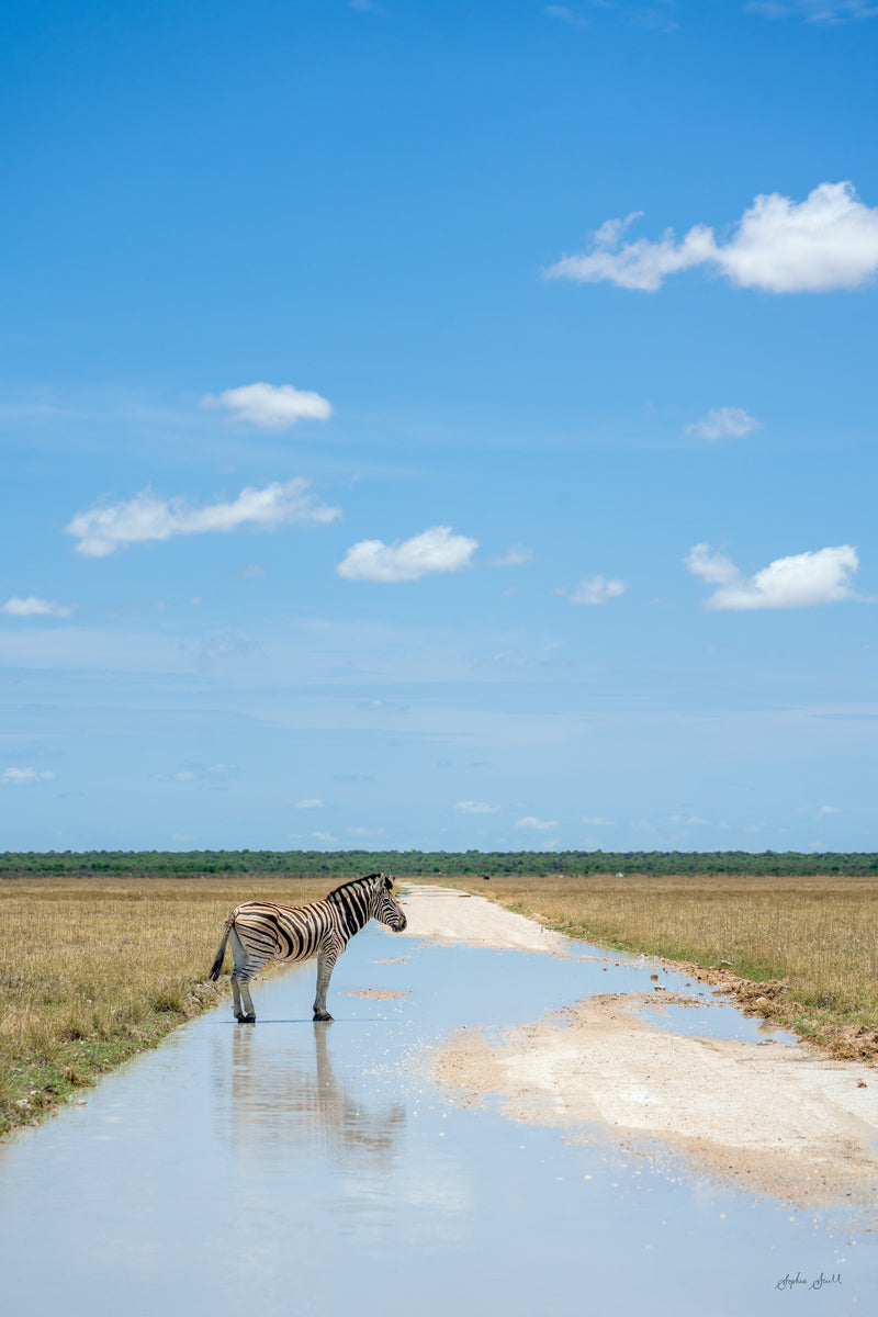 Zebra Portrait