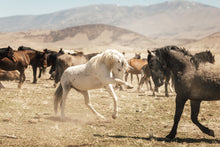 Load image into Gallery viewer, Stallions Sparring

