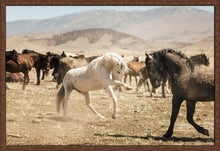Load image into Gallery viewer, Stallions Sparring
