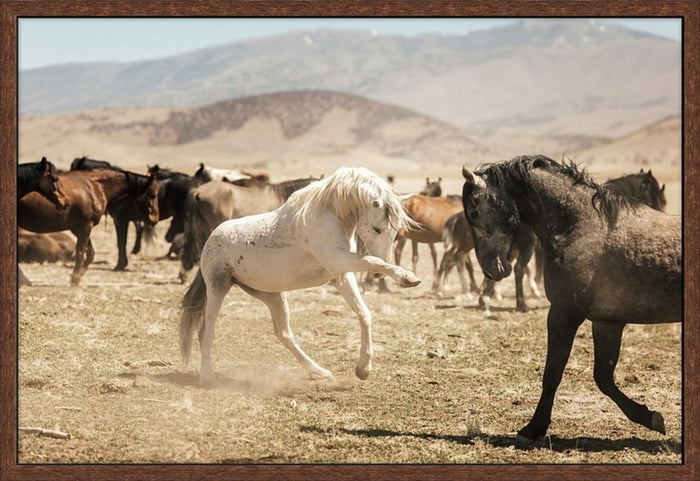 Stallions Sparring
