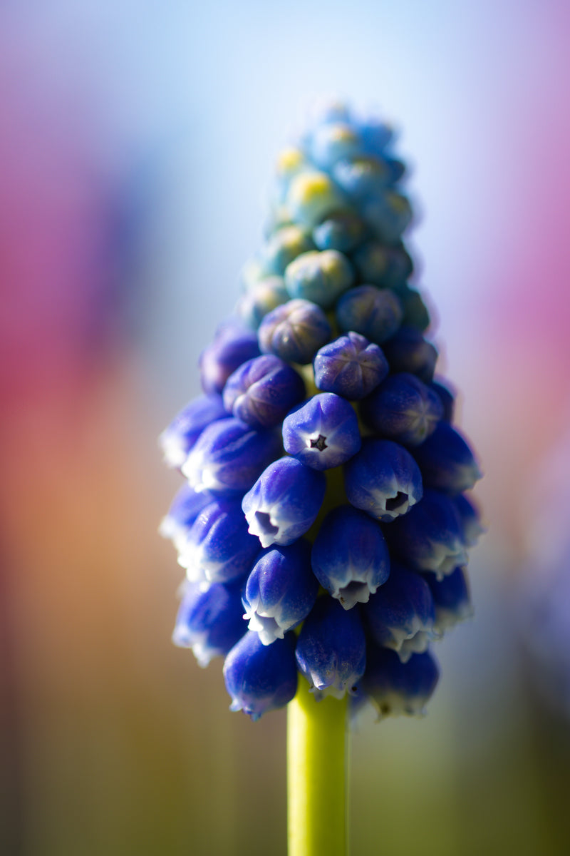 Grape Hyacinth