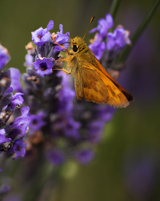Moth on Lavender