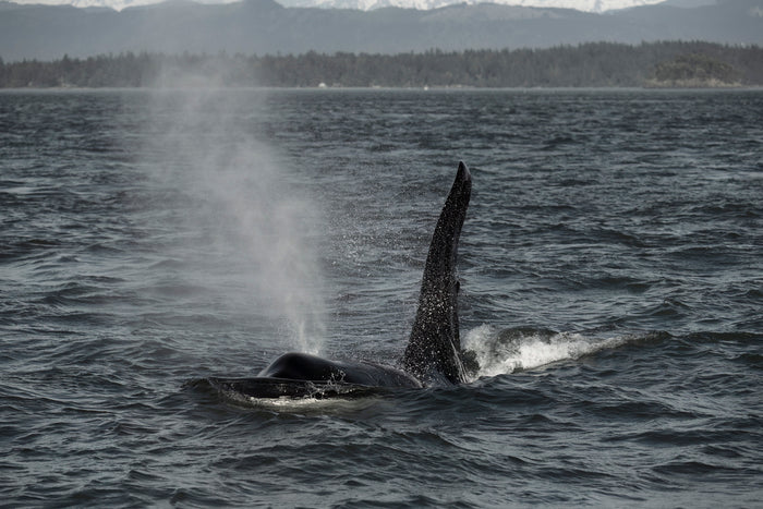 Salish Sea Orca