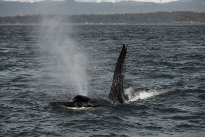 Salish Sea Orca