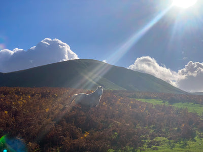 Magical unicorn of the Digeti Brook of Wales