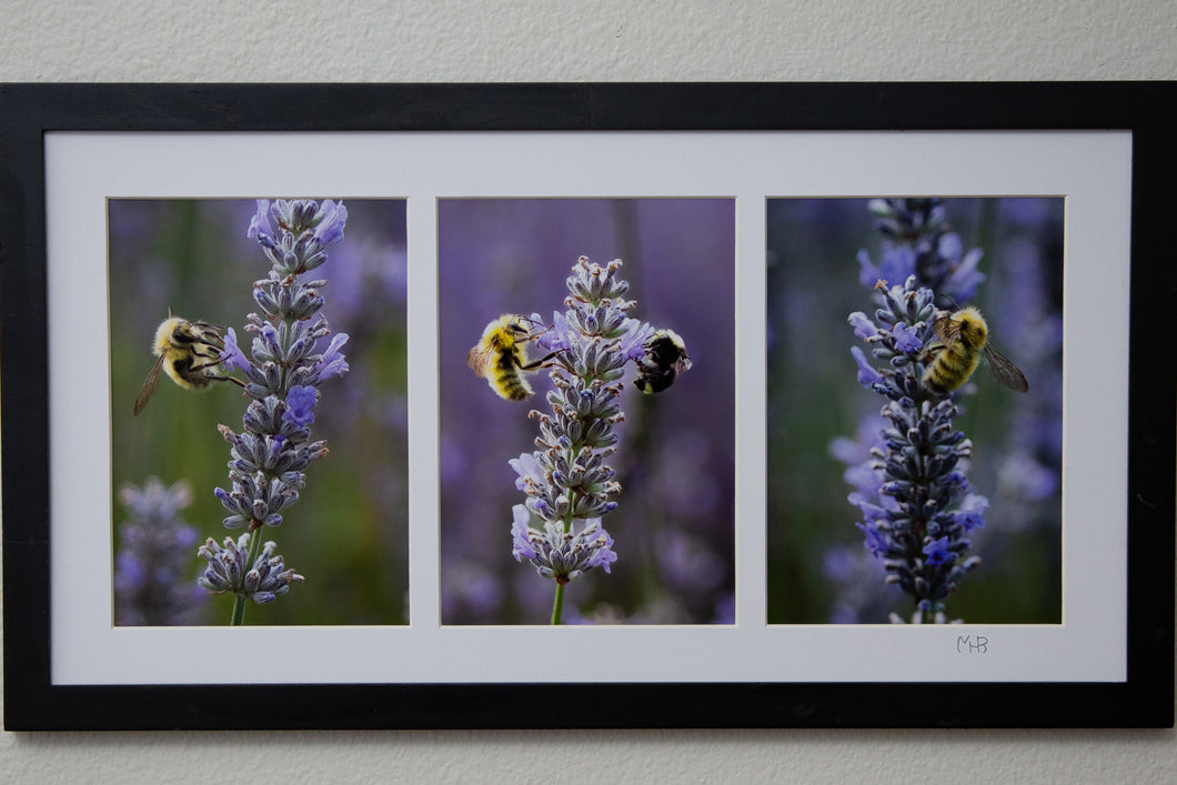 Three bees in the Lavender