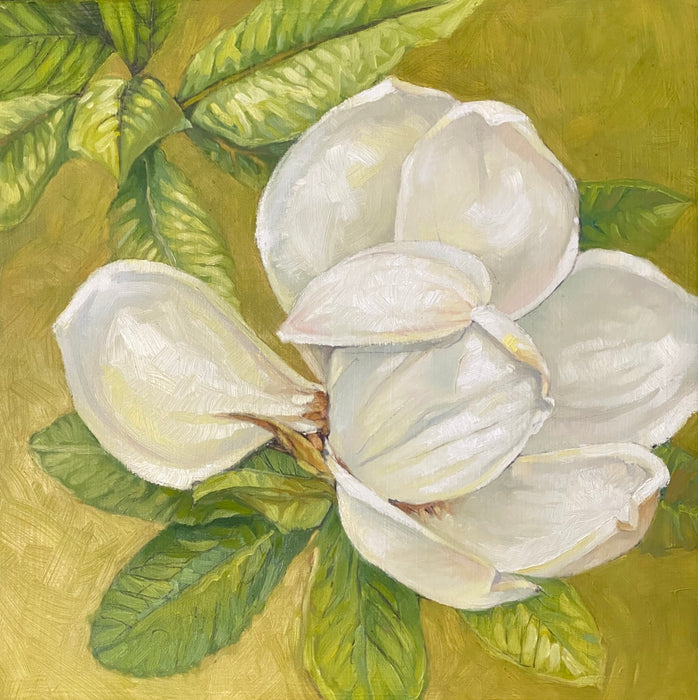 Debutante grand reveal (Magnoliaceae)