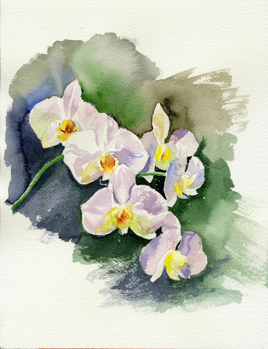 Orchids