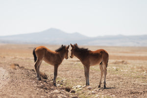 Sweet Newborns