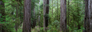 Forest Giants