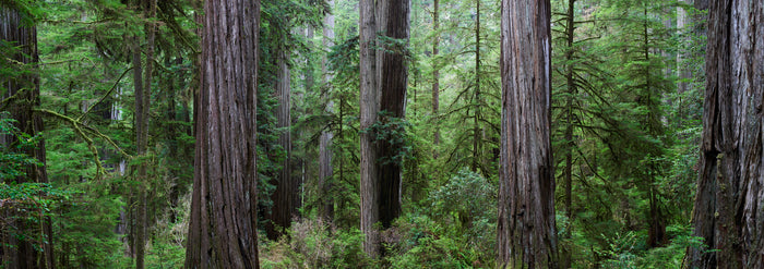 Forest Giants