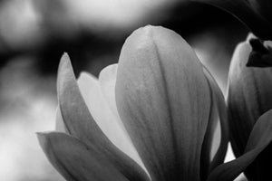 Magnolia Monochrome