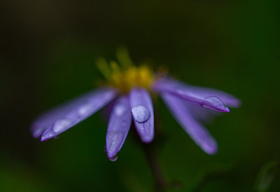 Aster's Dew
