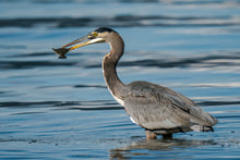 Load image into Gallery viewer, Heron with Fish
