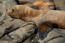 Load image into Gallery viewer, Resting Small Sealion
