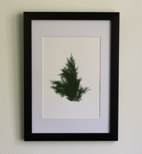 Load image into Gallery viewer, Juniperus Virginiana III (Systemss Garden series)
