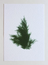 Load image into Gallery viewer, Juniperus Virginiana III (Systemss Garden series)
