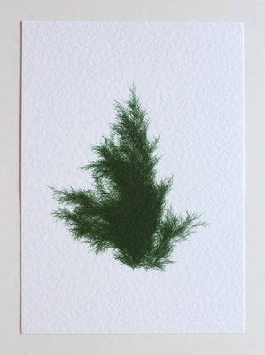 Juniperus Virginiana III (Systemss Garden series)