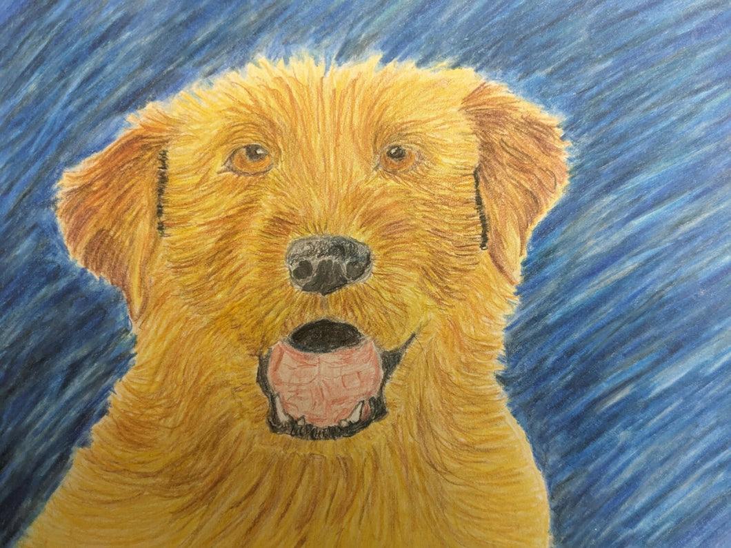 Dog in the rain