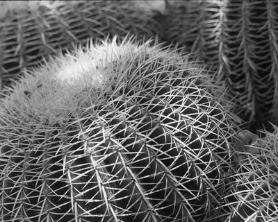 Cacti