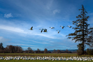 Fir Island Show Geese