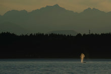 Load image into Gallery viewer, Sunset Humpback
